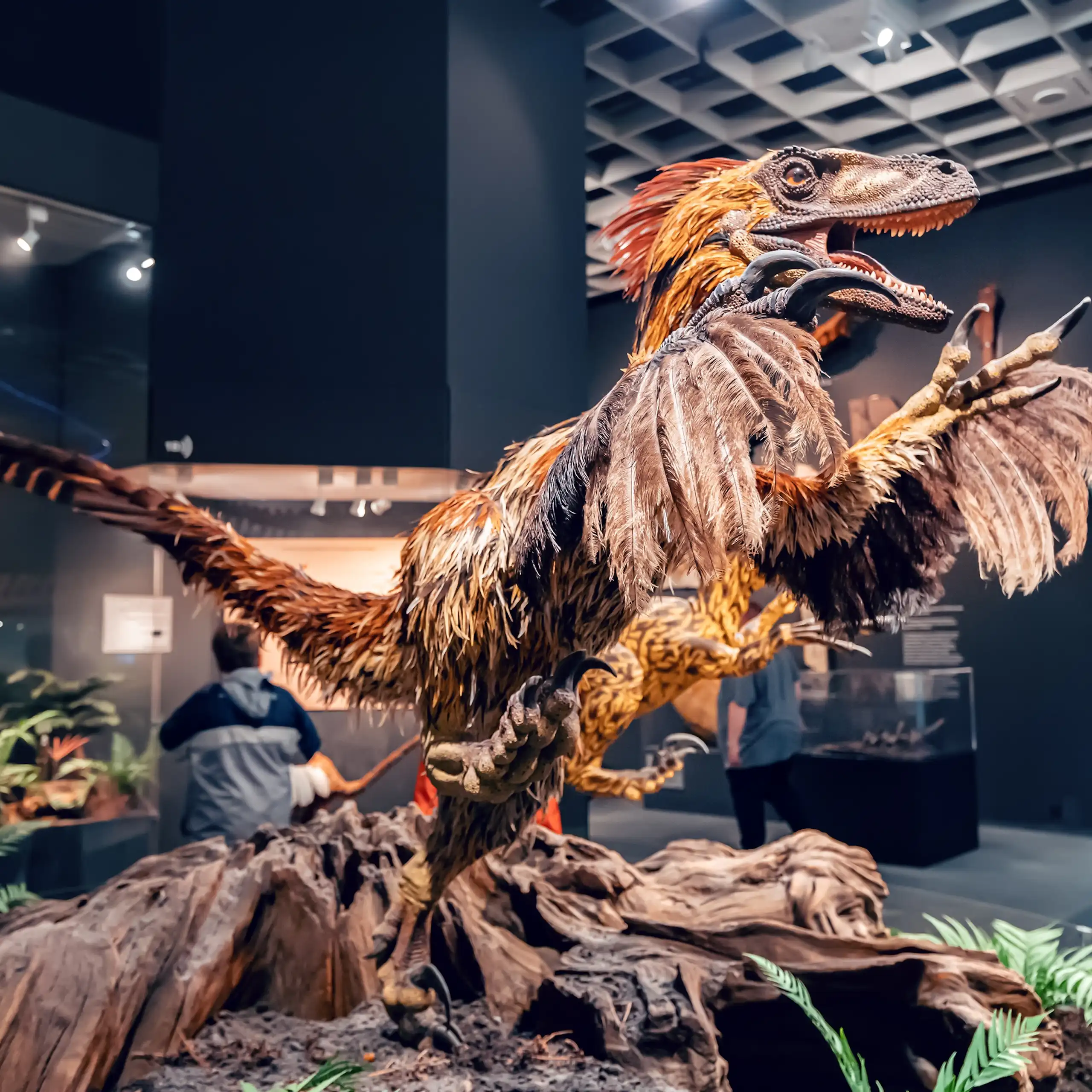 Reconstrucción de un dinosaurio con aspecto fiero y plumas.