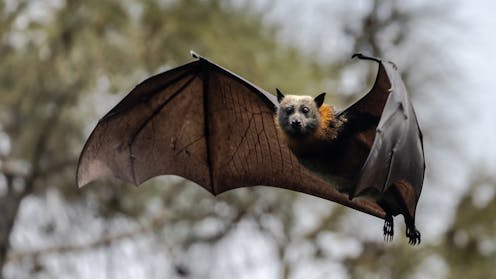 Lyssavirus is rare, but deadly. What should you do if a bat bites you?