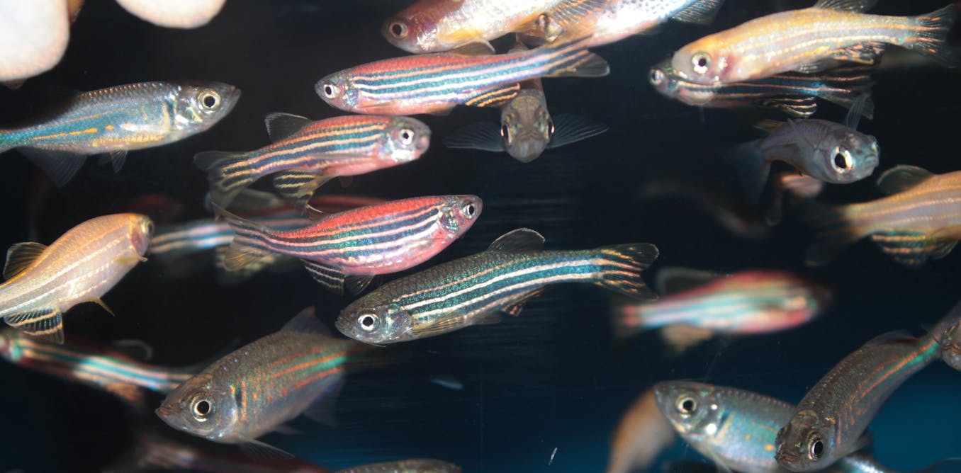 Fish in polluted water