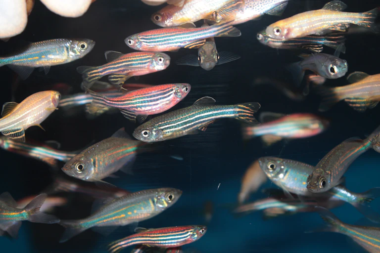 Zebrafish swimming in an aquarium