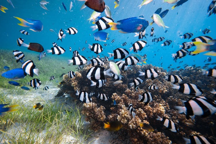 A variety of fish above healthy coral reef in the Coral Triangle.