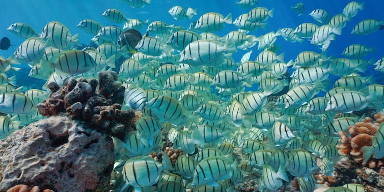 A large group of convict surgeonfish on the reef in French Polynesia