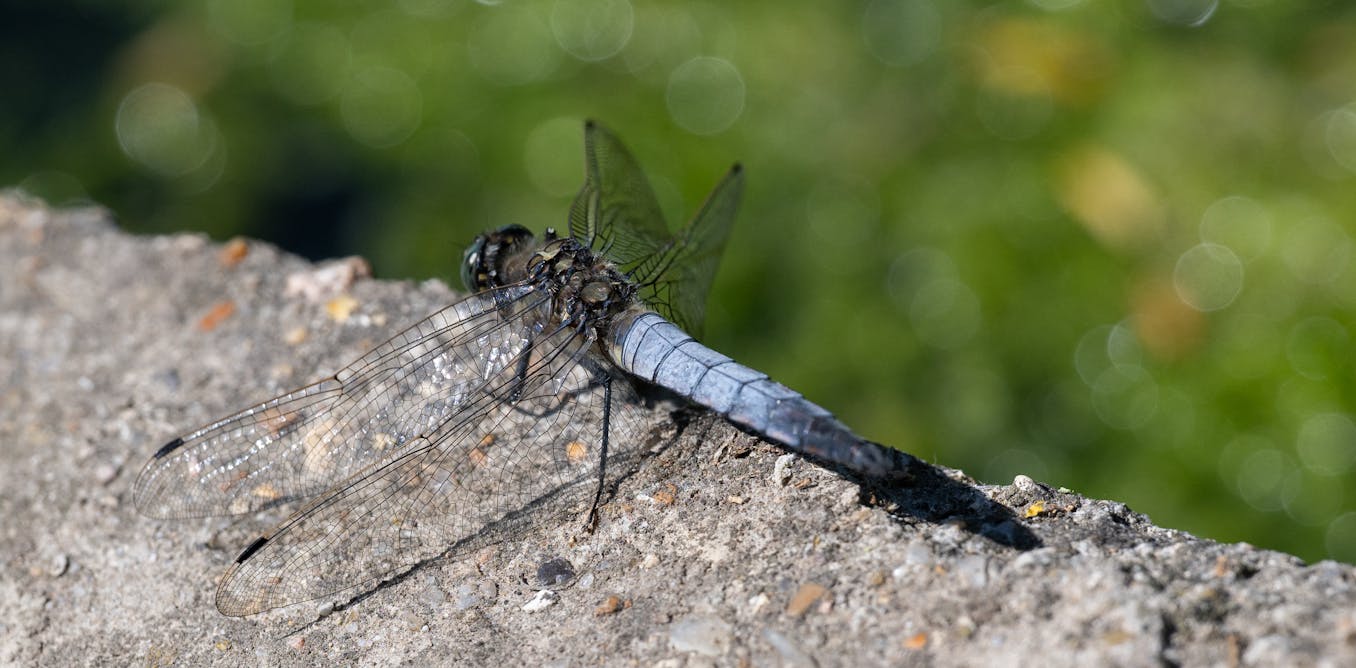Africa’s freshwater ecosystems depend on little creatures like insects and snails: study maps overlooked species