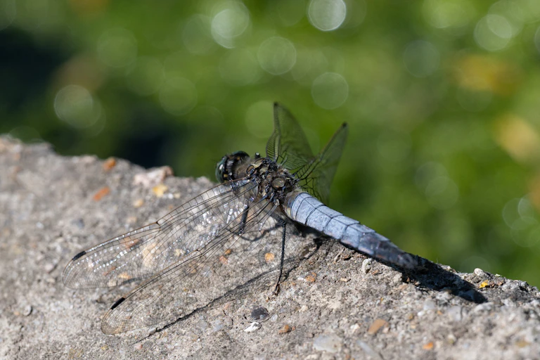 A winged insect