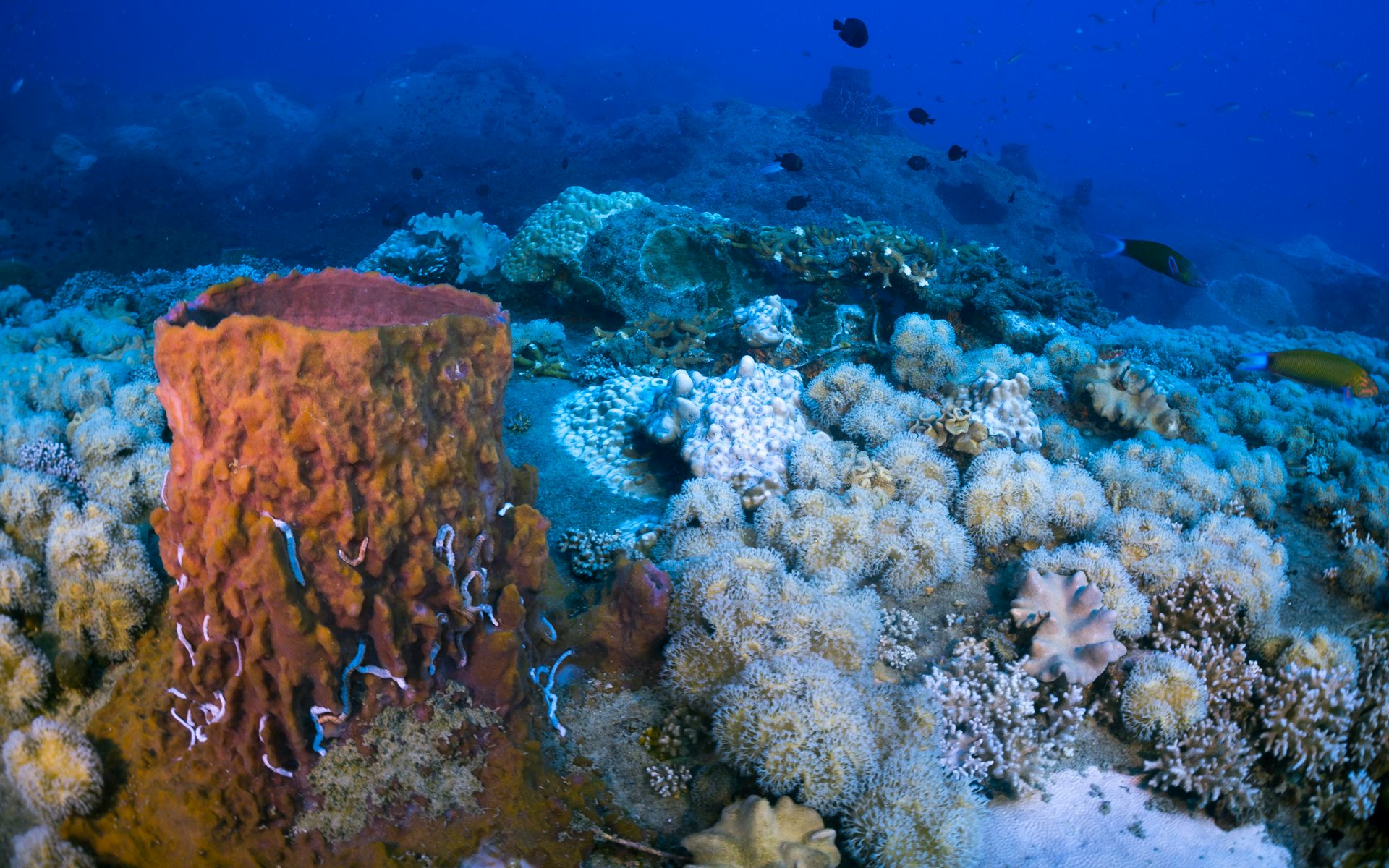 El océano se sofoca 