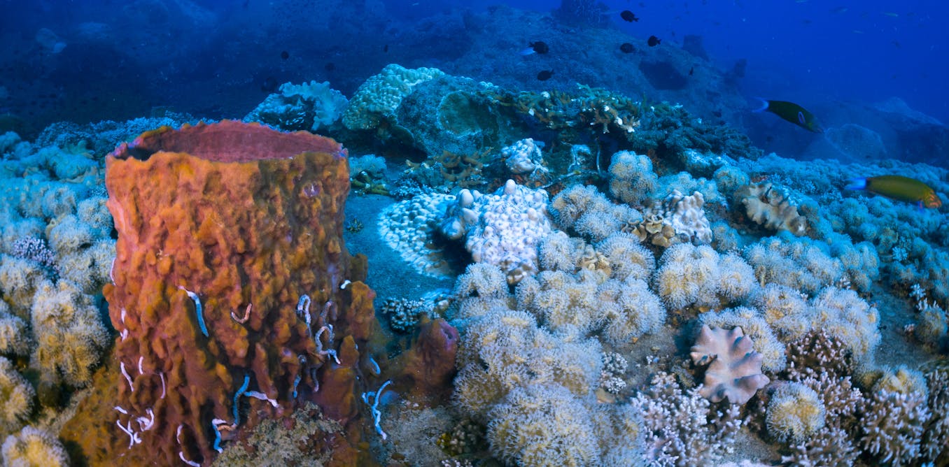 El océano se sofoca