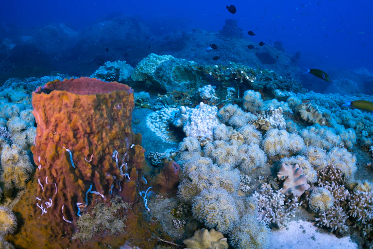 Imagen submarinas con corales blancos