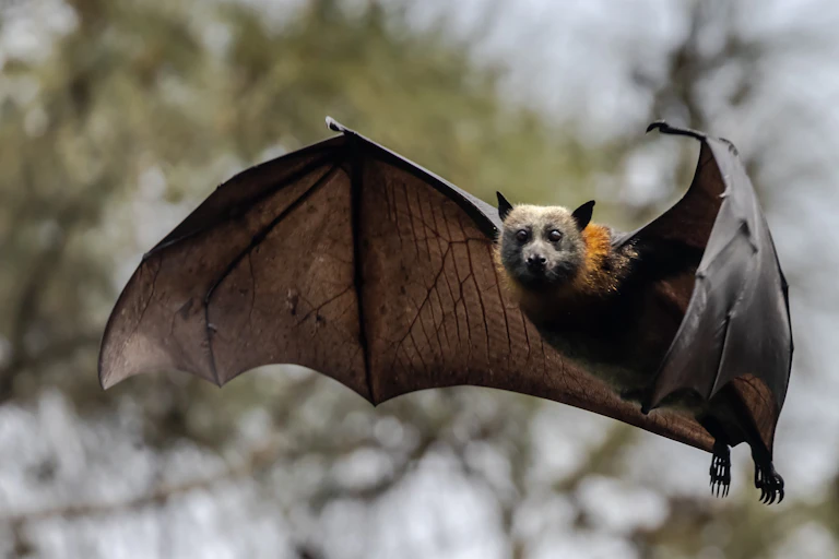 Une chauve souris « renard volant » en plein vol, avec des arbres en arrière-plan.
