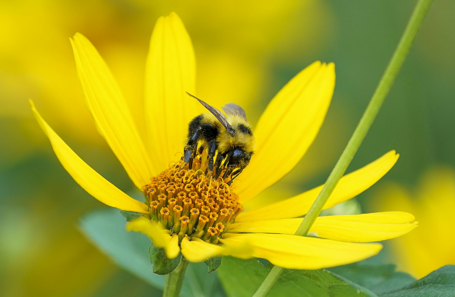 A bee collecting pollen sits in the middle of a yellow flower