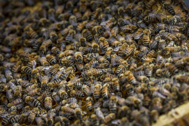 Una imagen de un primer plano de una colonia de abejas que se arrastra sobre la sesión del panal