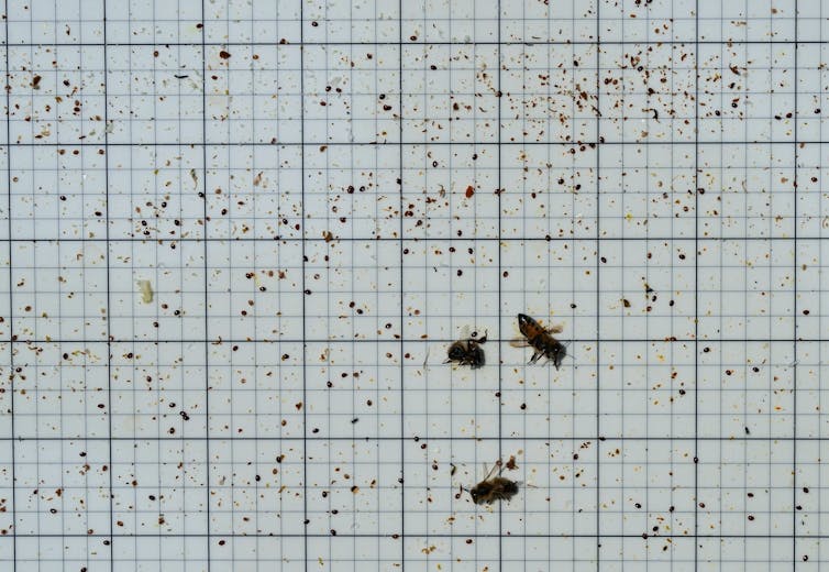Tres abejas en la trampa de la garganta con docenas de ácaros