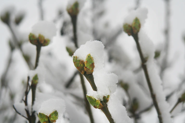 New buds in the snow.