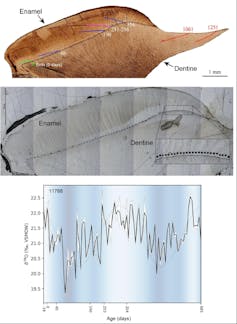 Images showing a cross section of a tooth and a chart of isotope balances over time.