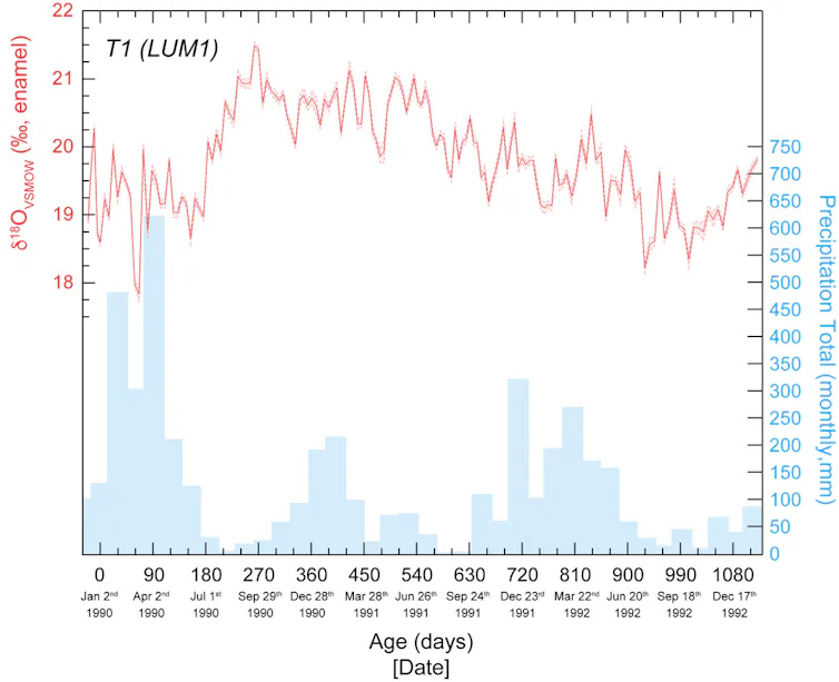Chart showing oxygen isotope and rainfall values in the sampled tooth.
