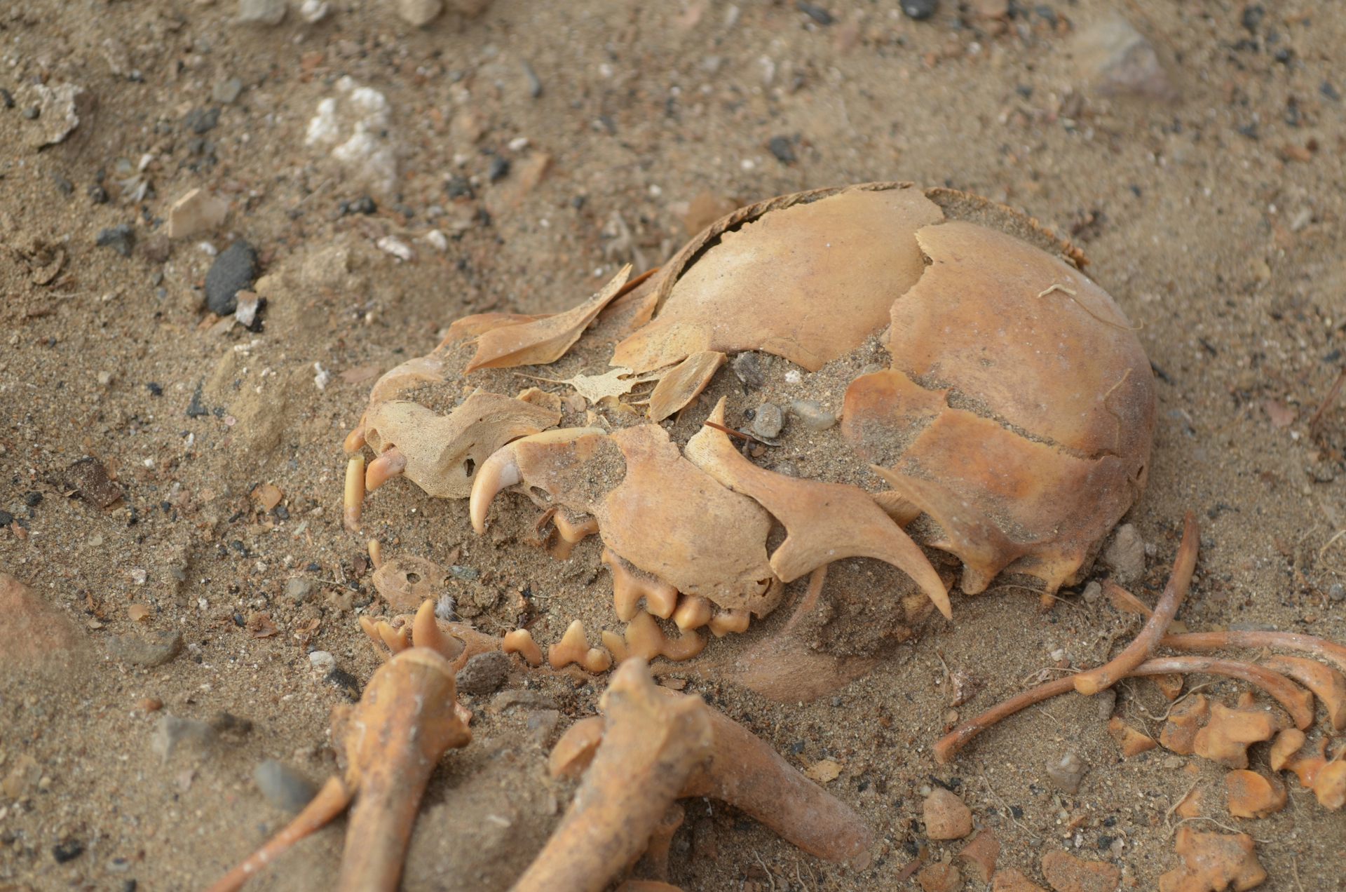 Skeleton for dogs located located in Huca Amarilla, Desert Sechura, Peru