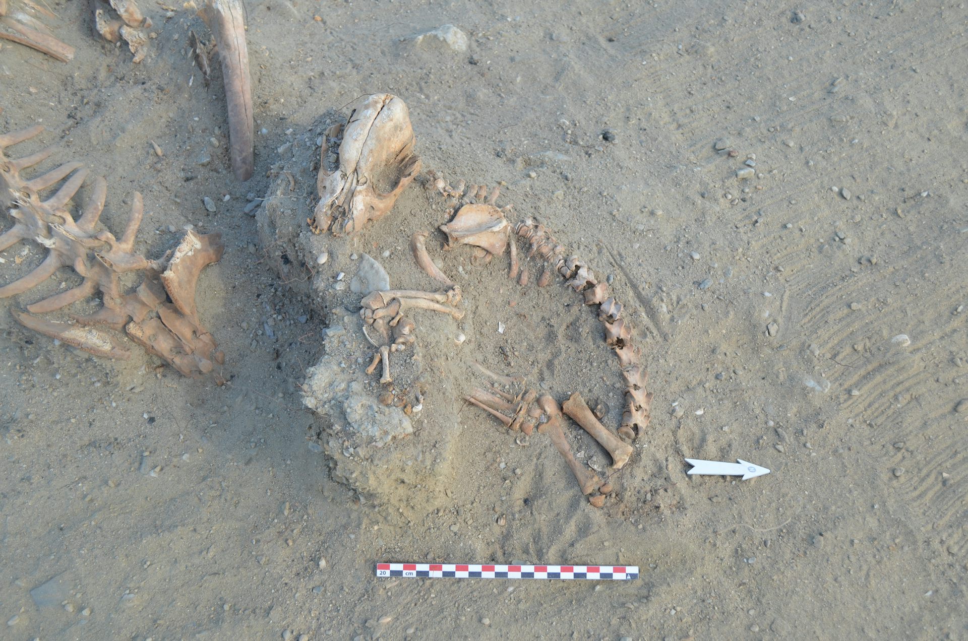 Skeleton for dogs located located in Huca Amarilla, Desert Sechura, Peru