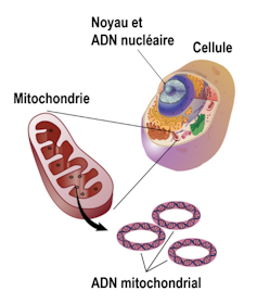 Schéma d’une cellule avec la localisation de l’ADN nucléaire et mitochondrial