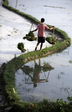 A man carrying crops walks along a narrow grassy path surrounded by water
