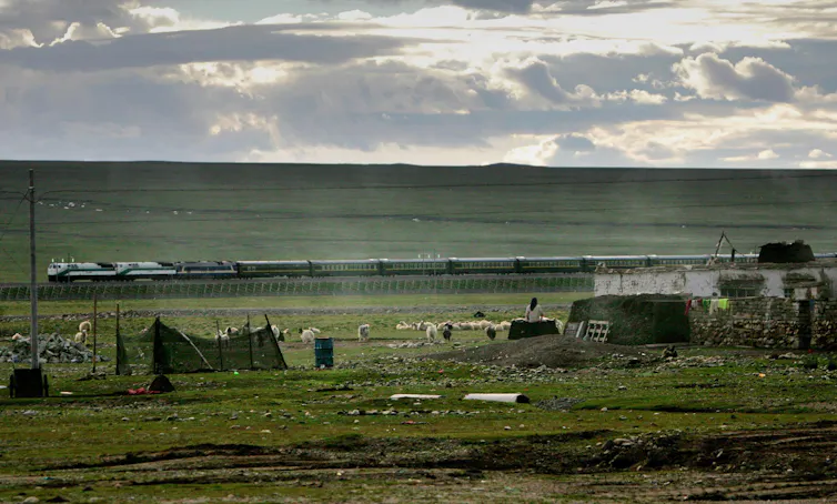 A train on tracks passes a small building surrounded by livestock in a grassy rural area