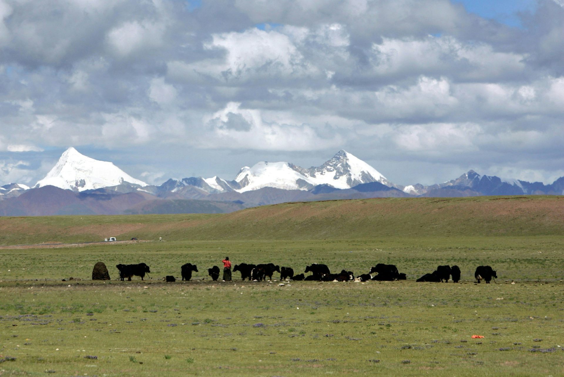 A row of yaks and people walk along a green field. Snow capped mountains are in the background