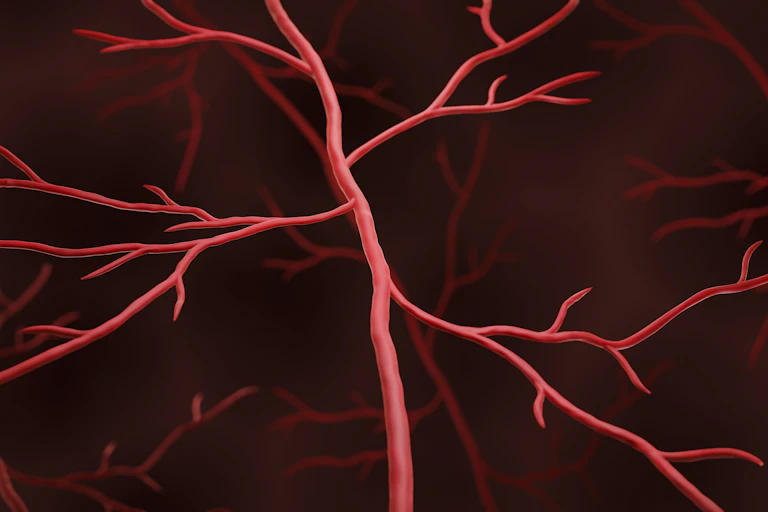 Computer illustration of blood vessels branching out in different directions