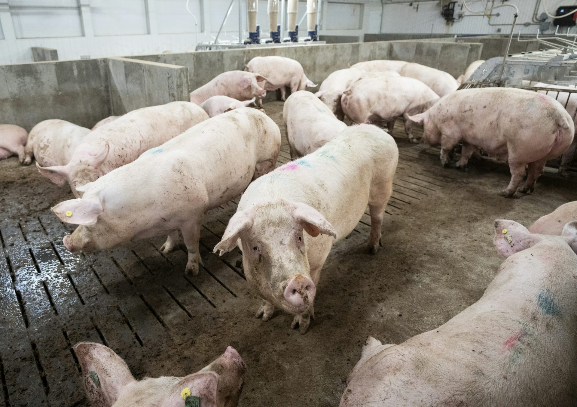 pigs in an indoor sty