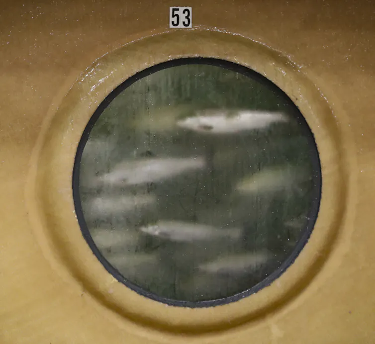 fish seen swimming through a viewing window