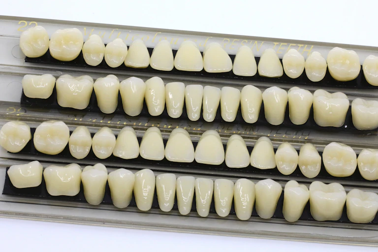 An assortment of teeth.