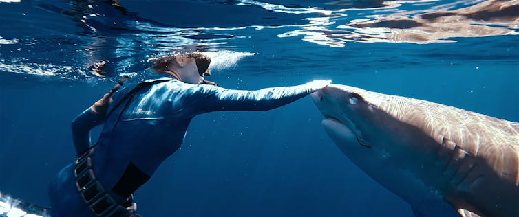 Ramsay pats a shark.
