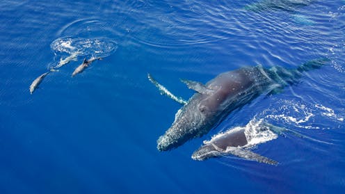 Whales and dolphins regularly hang out with each other – new study