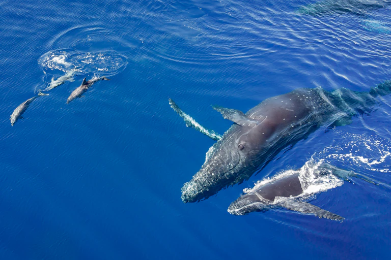 A pod of dolphins swimming next to two humpback whales.