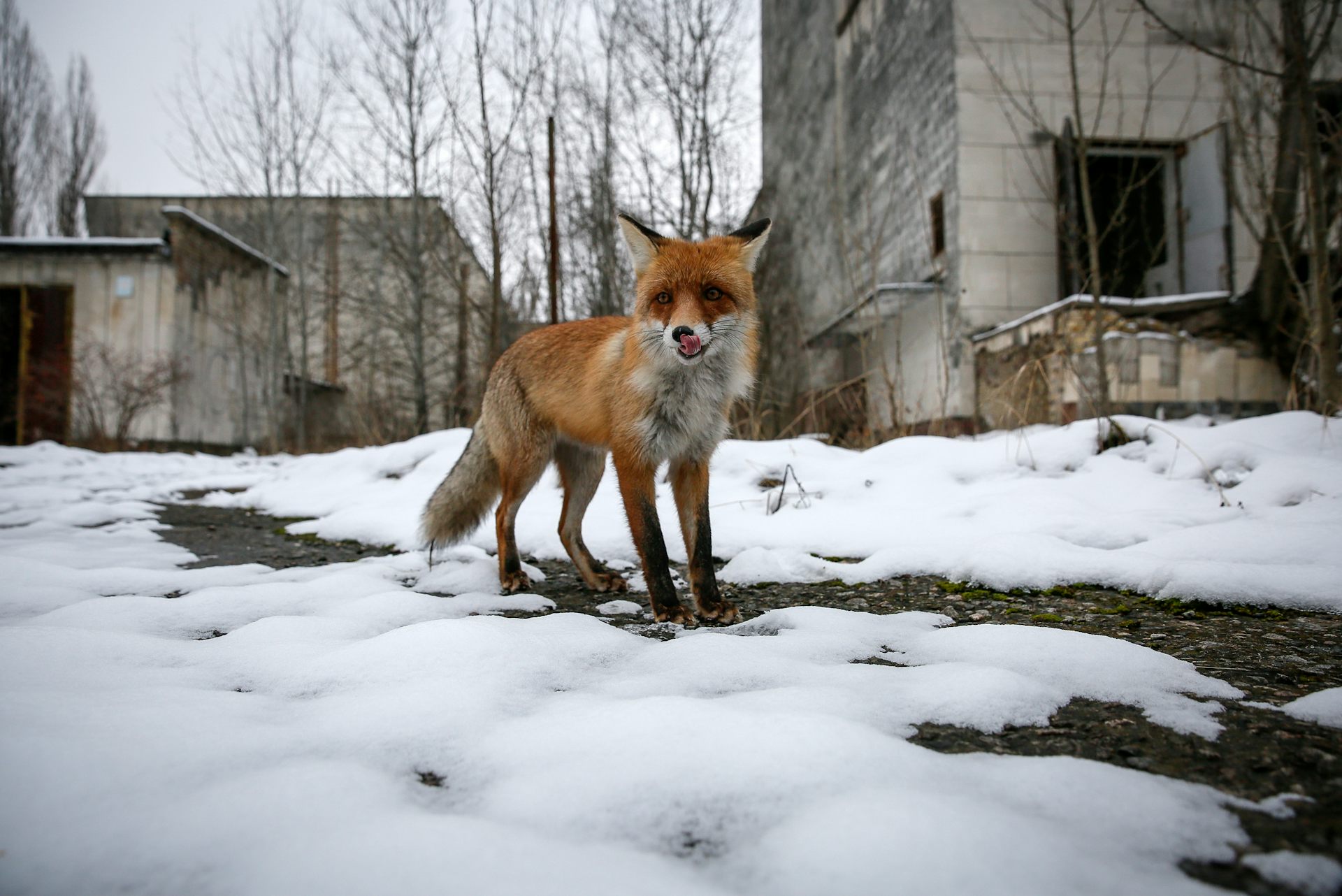A wild fox walks in a deserted cityscape.