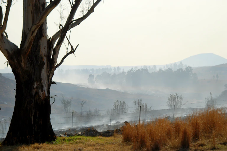 Smoky landscape with burnt grass and trees