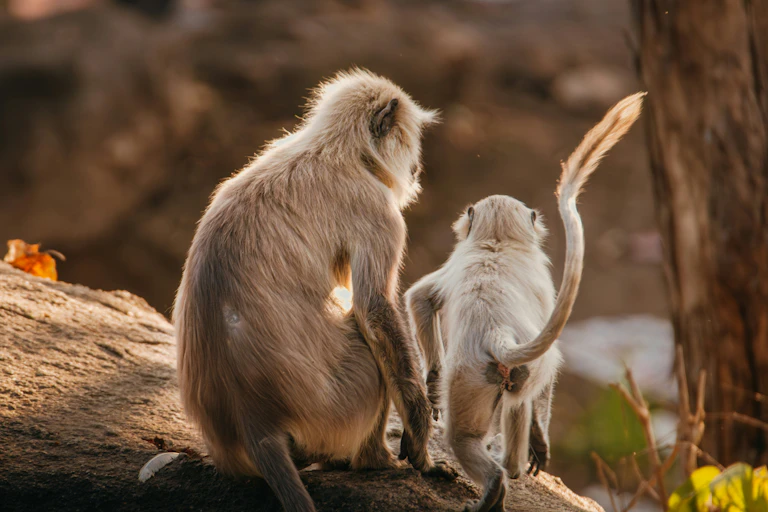 Photographie de deux singes de dos.