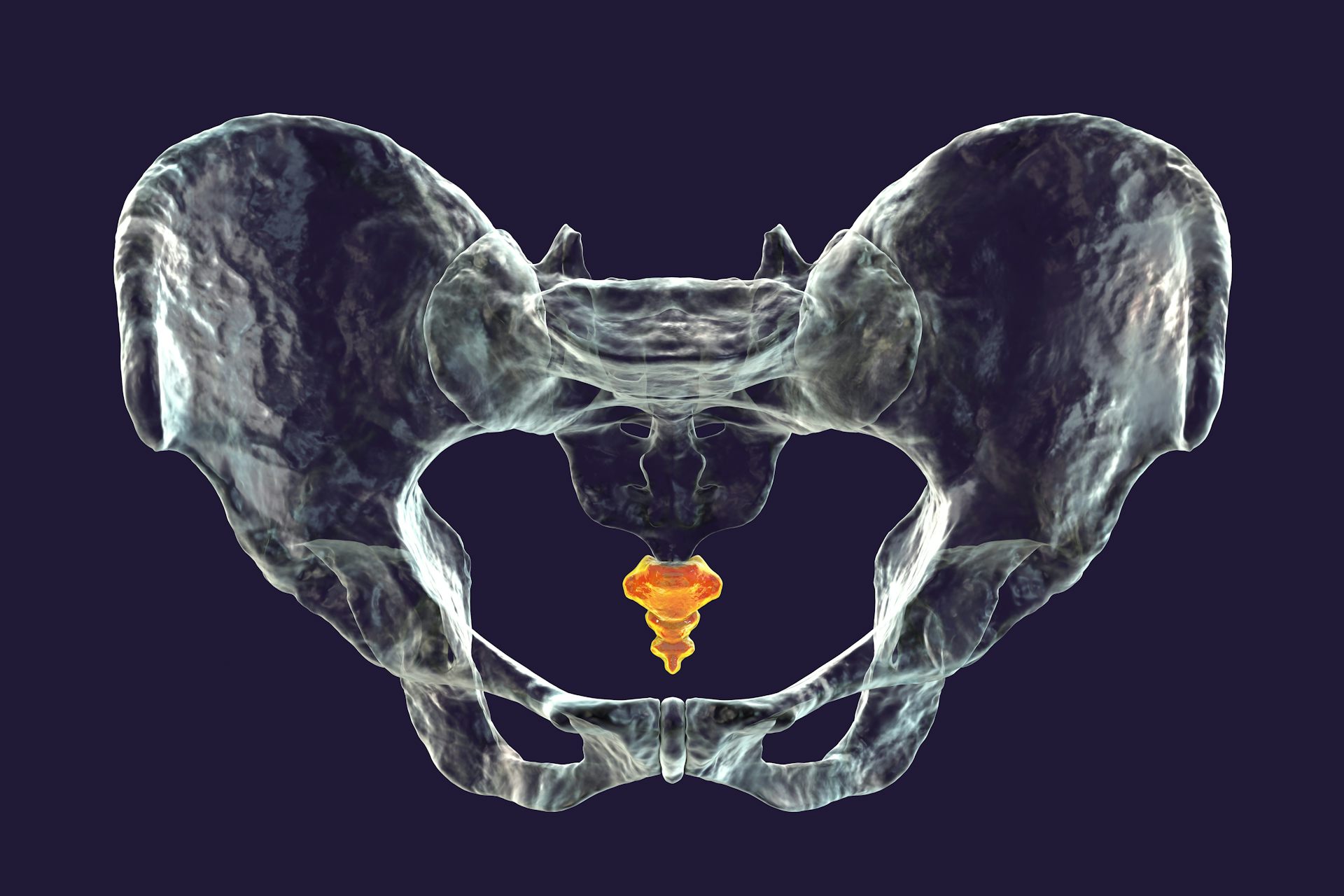 Coccik is located at the lower end of the spine, in the back position in relation to the pelvis