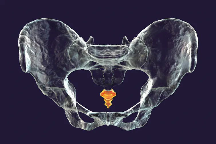 Le coccyx est situé à l’extrémité inférieur de la colonne vertébrale, en position postérieure par rapport au pelvis