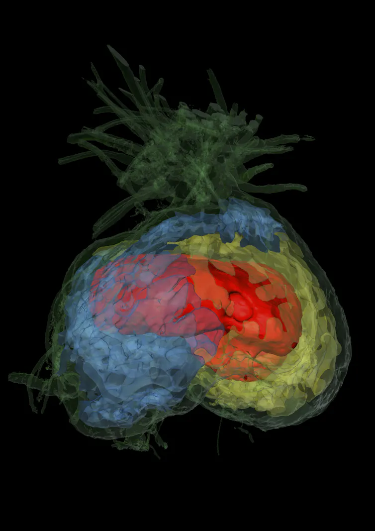 A close-up view of the domatium, showing three overlapping regions in different colors
