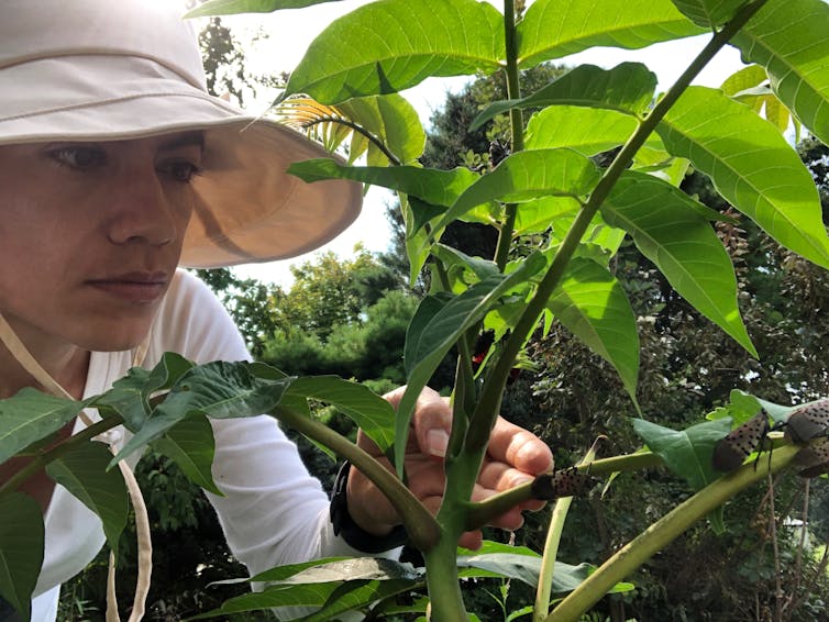 Person wearing beige protective hat inspects the leaves of a plant