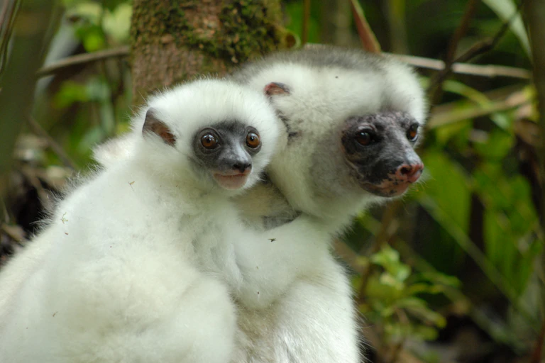 a mother white-haired lemur with a baby on her back