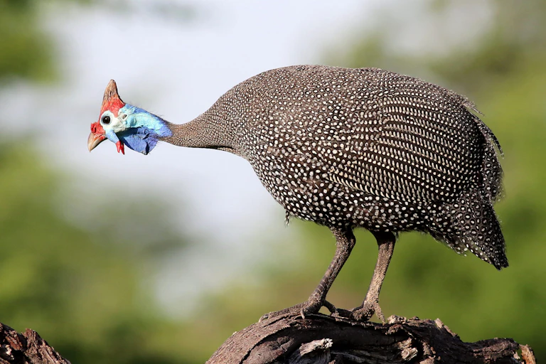 A bird with white-spotted black plumage and red and blue head and neck