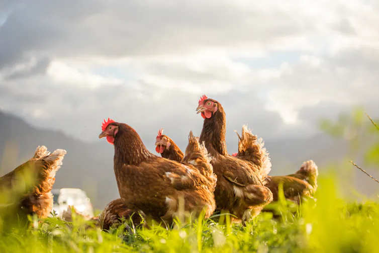 chickens farmed outside, green grass and open air