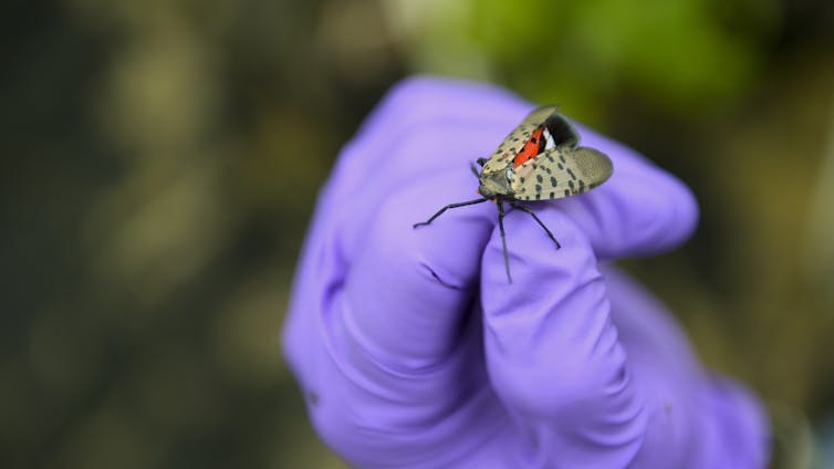 Spotted lanternflies love grapevines, and that’s bad for Pennsylvania’s wine industry – Environmental News Bits Spotted lanternflies love grapevines, and that’s bad for Pennsylvania’s wine industry – Environmental News Bits
