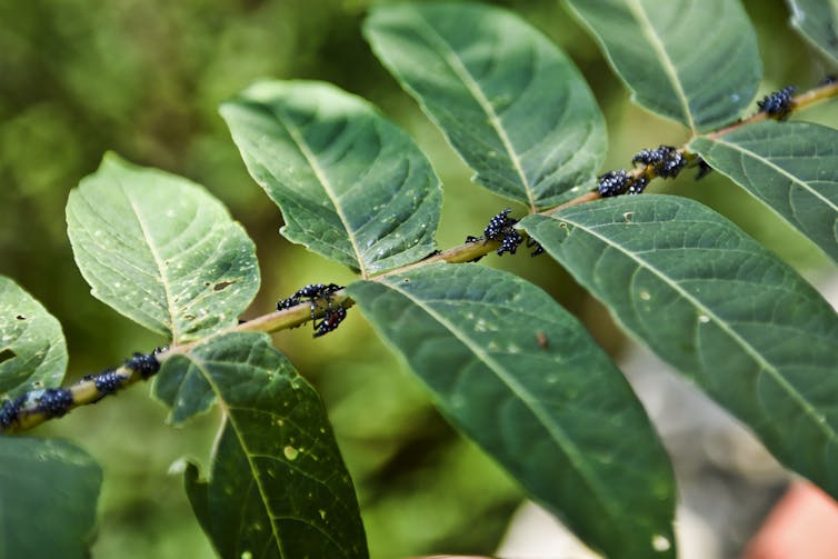 Black insects with white polka dots crawl across stem of plant with green leaves