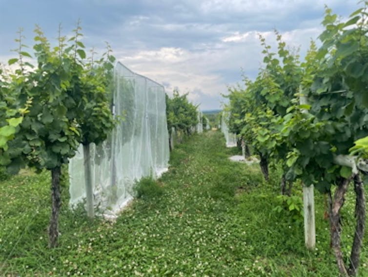 Rows of small trees in a field, some of them covered with mesh curtains