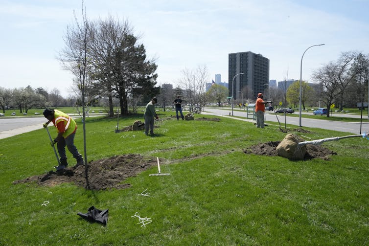 People dig holes and place trees in holes.