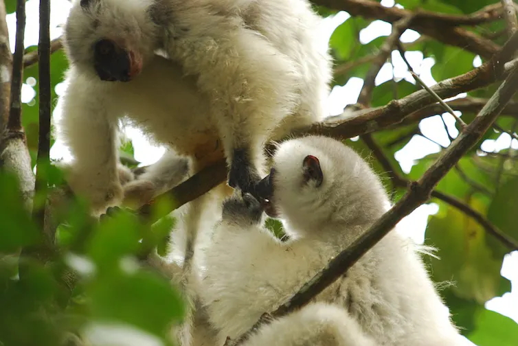 a white lemur feeds another one
