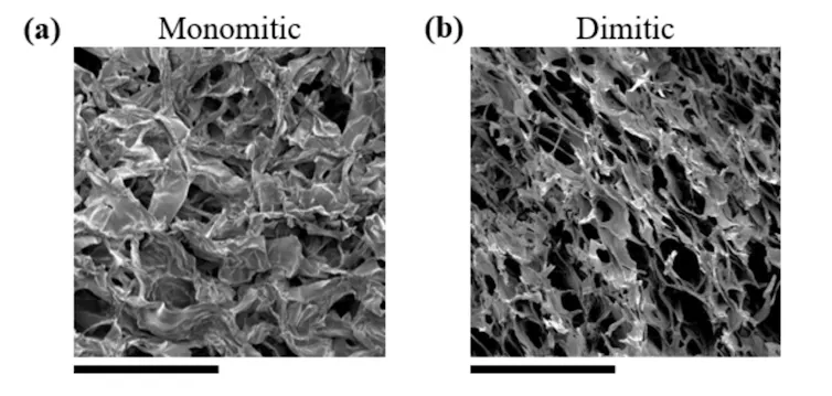 A diagram showing two electron microscope images of long, thin filaments. On the right, the filaments are arranged in parallel.