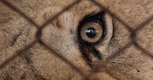 Queensland’s horrific lion attack shows wild animals should not be kept for our amusement