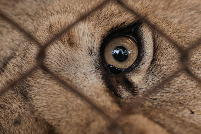 close up of lion's eye through wire fence