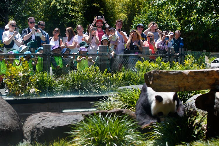 Les gens se réunissent dans une clôture au conteneur panda